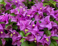 Bougainvillea Glabra - Bougainvillea 0,70 - 0,80m