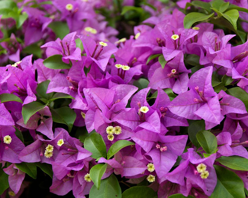 Bougainvillea Glabra - Bougainvillea 0,80m