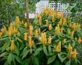 Pachystachys Lutea - Camarão Amarelo 0,30 - 0,40m