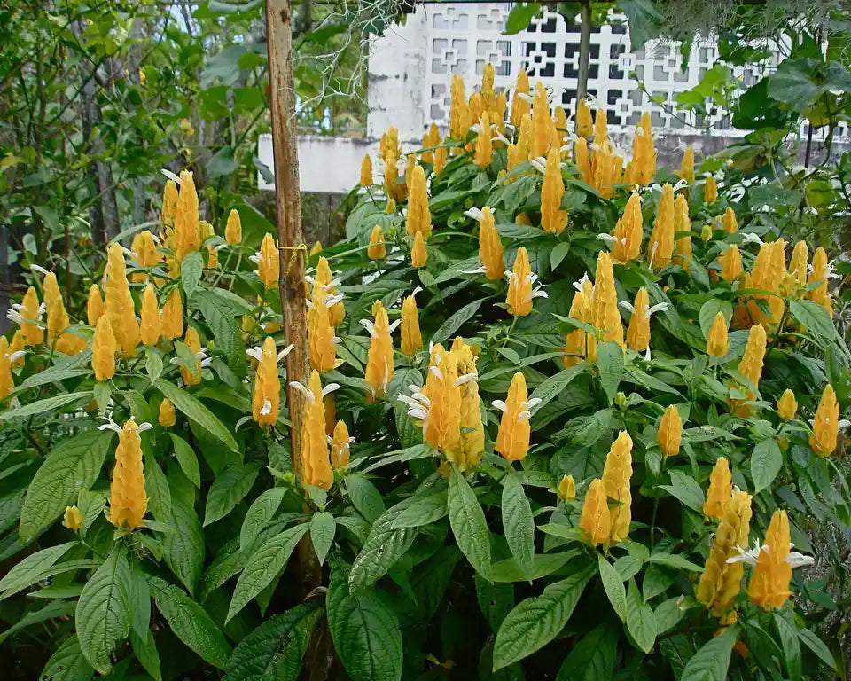 Pachystachys Lutea - Camarão Amarelo 0,30 - 0,40m