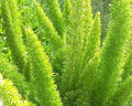 Asparagus Densiflorus - Aspargo Pluma 0,30m