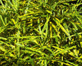 Codiaeum Variegatum - Cróton Brasileirinho 0,50 - 0,60m