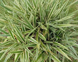 Dianella Tasmanica - Dionela Variegata 0,40m
