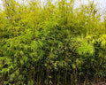 Bambusa Textilis - Bumbuzinho de Jardim 1,20 - 1,50m