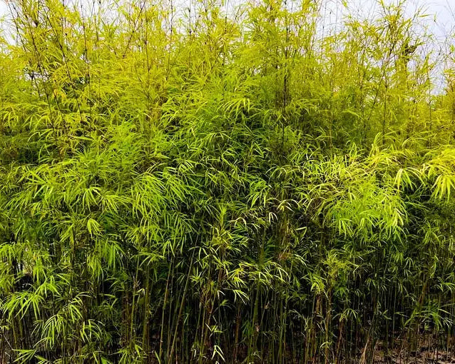 Bambusa Textilis - Bumbuzinho de Jardim 1,20 - 1,50m