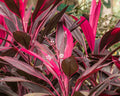 Cordyline Australis - Drancena Cordyline 0,70 - 0,80m