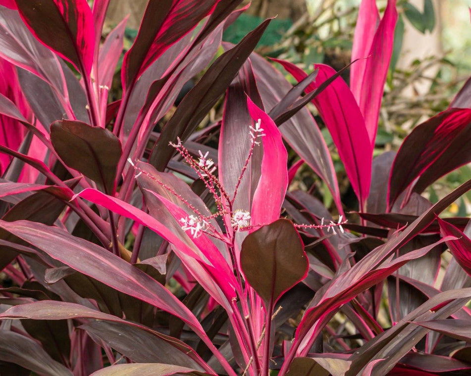 Cordyline Australis - Drancena Cordyline 0,70m
