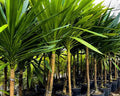 Dracaena Arborea - Dracena Arbórea 1,50 - 1,60m