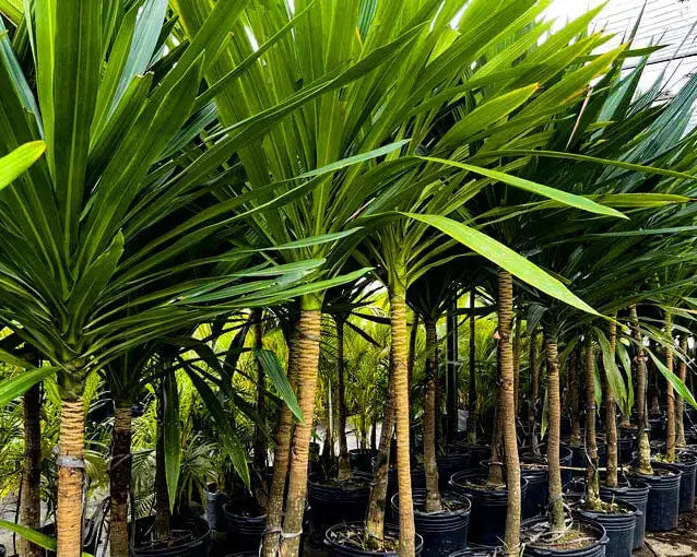 Dracaena Arborea - Dracena Arbórea 1,50 - 1,60m