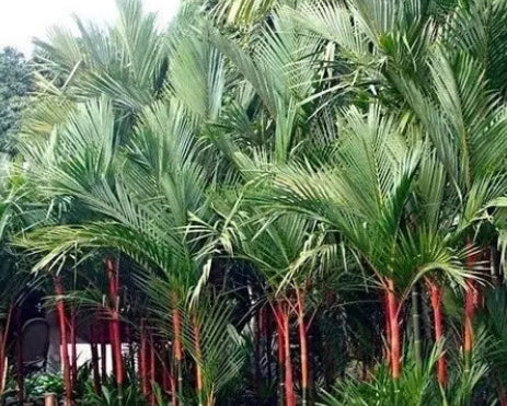 Cyrtostachys Renda - Palmeira Laca 2,00m