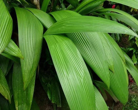 Curculigo Capitulata - Curculigo 0,25 - 0,35m