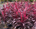 Cordyline Terminalis - Dracena Pena de Índio 0,70 - 0,80m