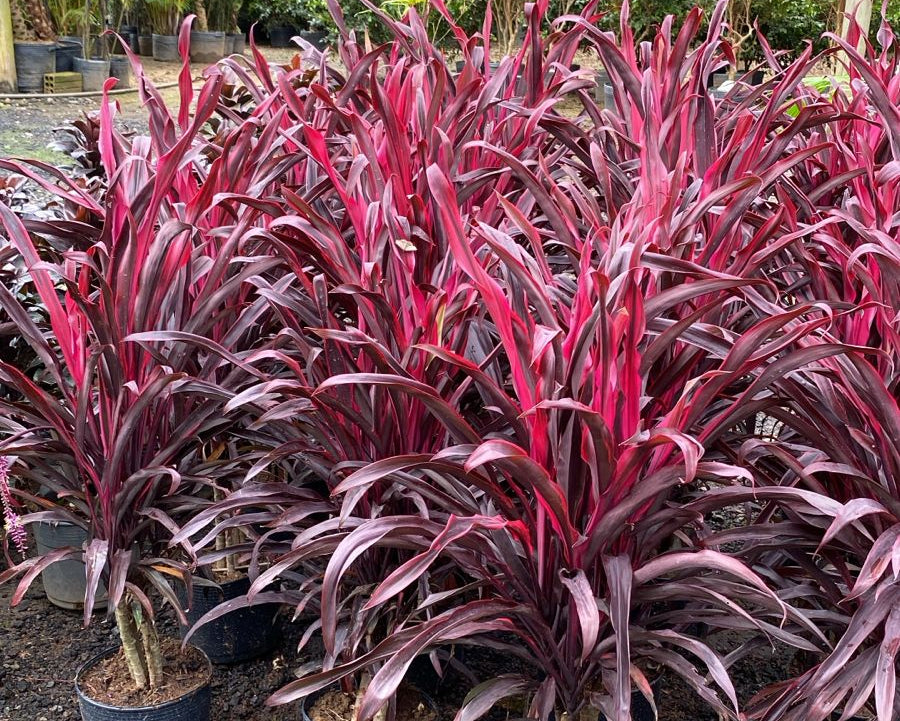 Cordyline Terminalis - Dracena Pena de Índio 0,70m