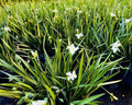 Dietes Iridioides - Moreia Branca 0,80m