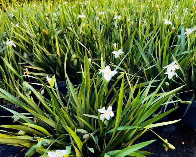 Dietes Iridioides - Moreia Branca 0,80m