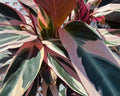 Stromanthe Thalia Triostar - Maranta Tricolor