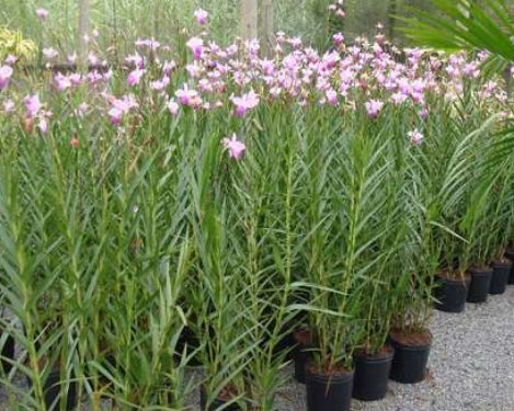 Arundina Graminifolia - Orquídea Bambú 1,00 - 1,20m