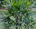 Raphis Excelsa - Palmeira Rafis 0,80 - 1,00m