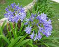 Agapanthus Africanus - Agapanto 0,20 - 0,30m