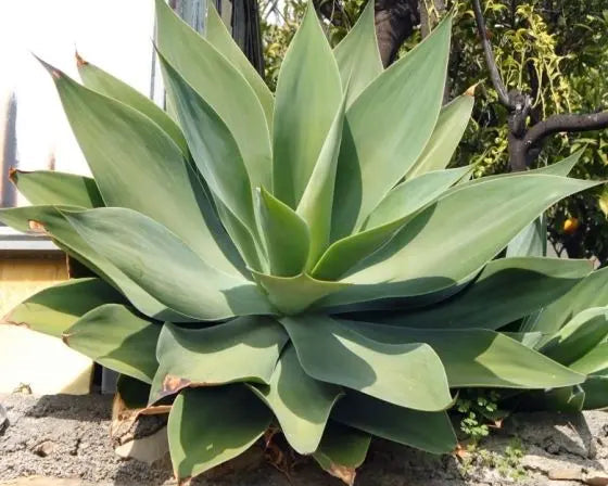 Agave Attenuata - Agave Dragão 0,50m
