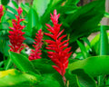 Alpinia Purpurata - Alpínia 0,60m