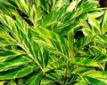 Alpinia Zerumbet - Maranta Variegata 0,50 - 0,60m