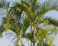 Dypsis Lutescens - Palmeira Areca Bambu 1,00m