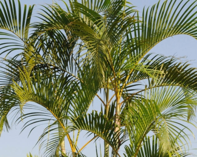 Dypsis Lutescens - Palmeira Areca Bambu 1,00m