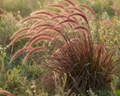 Pennisetum Setaceum Rubrum - Capim do Texas Rubro 0,20 - 0,30m