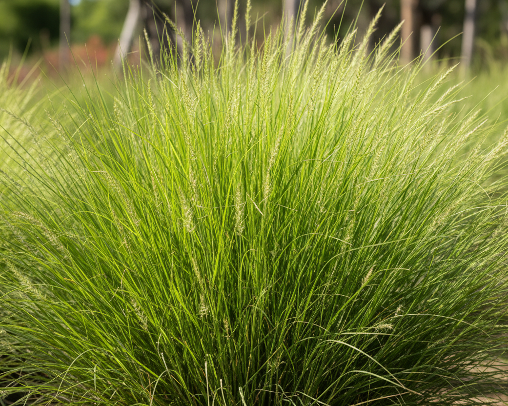 Pennisetum Setaceum - Capim do Texas Verde 0,20 - 0,30m