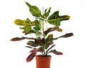 Codiaeum Híbrido - Cróton Excellent 0,50 - 0,60m