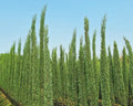 Cupressus Sempervirens - Cipreste Italiano 1,2 - 1,30m