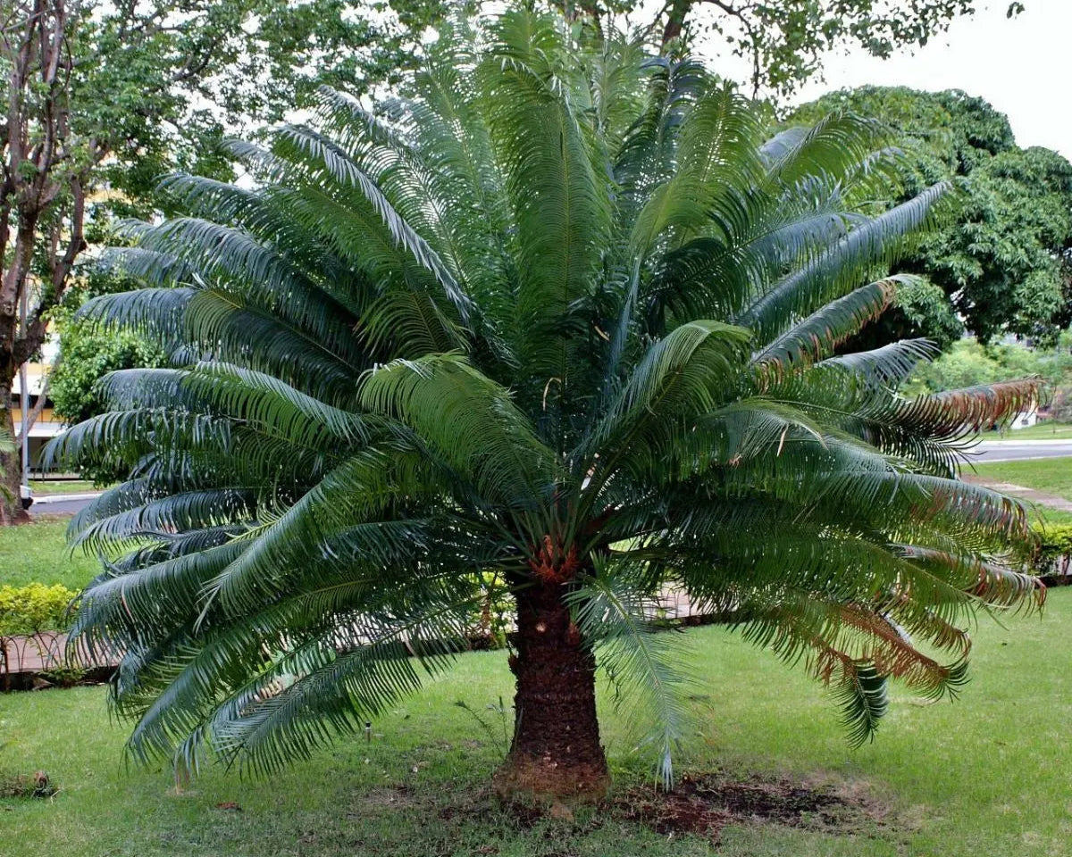 Cycas Circinalis - Palmeira Sagu 0,60 - 0,70m
