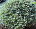 Ligustrum Sinense - Ligustro Arbustivo