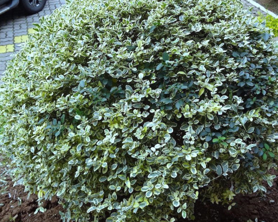 Ligustrum Sinense - Ligustro Arbustivo