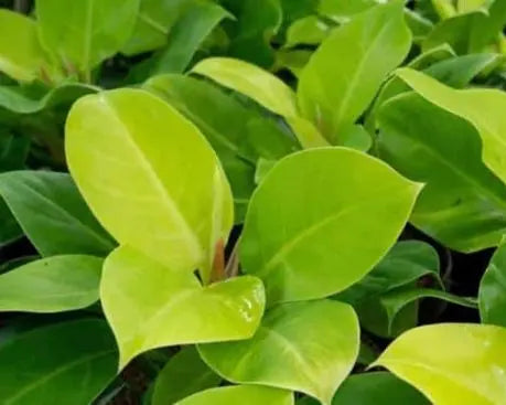 Philodendron Moonlight - Filodendro Lua Clara 0,60 - 0,70m
