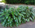 Philodendron Xanadu - Filodendro Xanadu 0,30 - 0,35m