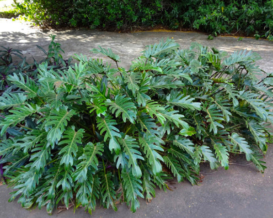 Philodendron Xanadu - Filodendro Xanadu 0,30 - 0,35m