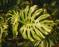 Araceae - Monstera 0,40 - 0,50 m