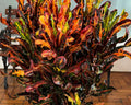 Codiaeum Variegatum - Cróton Gingha 0,50 - 0,60m