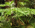 Philodendron Bipinnatifidum - Guaibê 0,60 - 0,70m