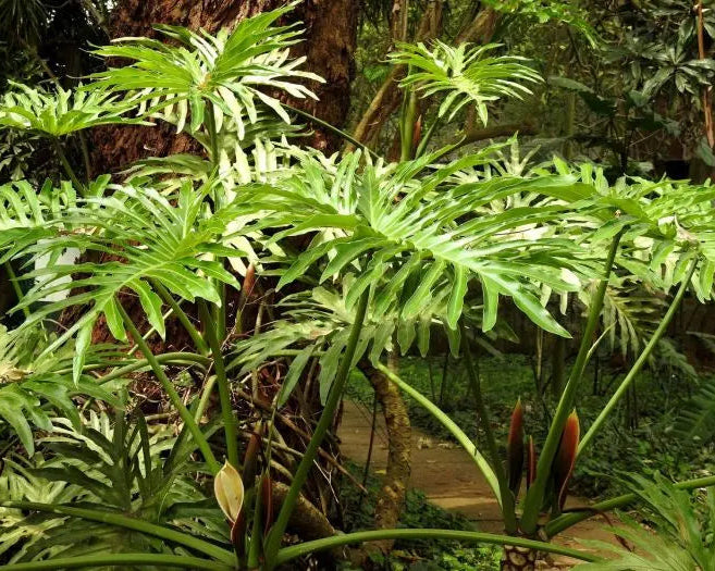 Philodendron Bipinnatifidum - Guaibê 0,60 - 0,70m