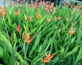 Heliconia Psittacorum - Helicônia Papagaio 0,50 - 0,60m