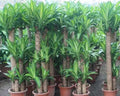 Dracena Fragrans - Dracena Pau D'Água 0,60 - 0,80m