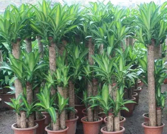 Dracena Fragrans - Dracena Pau D'Água 0,60 - 0,80m