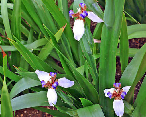Neomarica Candida - Falsa Íris 0,60m