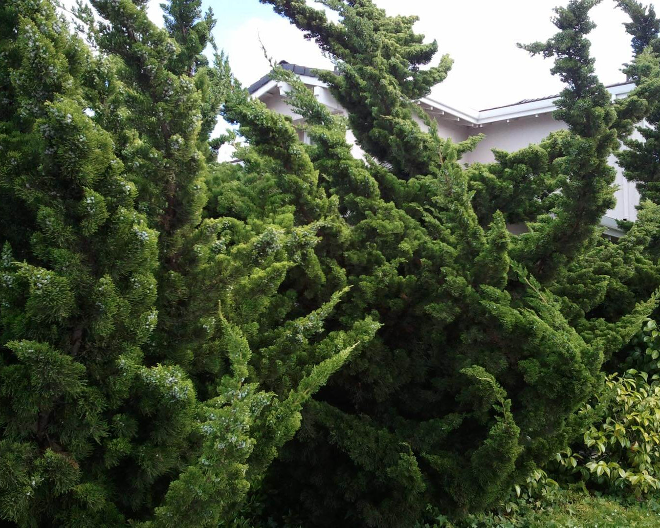 Juniperus Chinensis - Kaizuka 1,20 - 1,50m