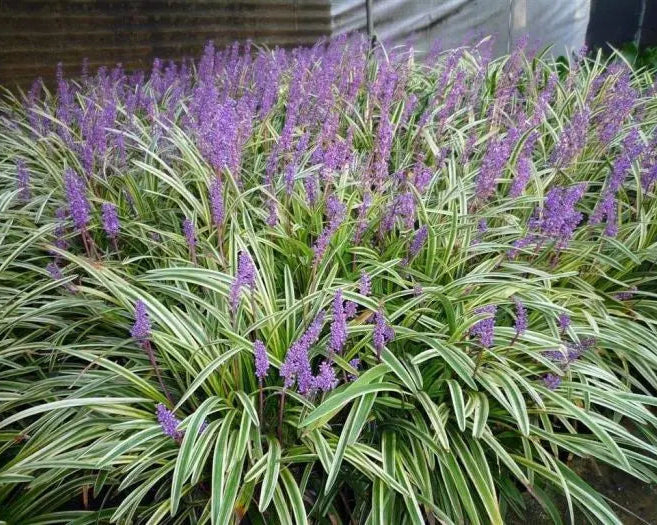 Liriopes Variegata - Barba de Serpente 0,40m