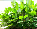 Calathea Lutea - Mini Maranta Charuto 0,80 - 1,00m