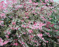 Breynia Disticha - Mil Cores 0,40 - 0,50m